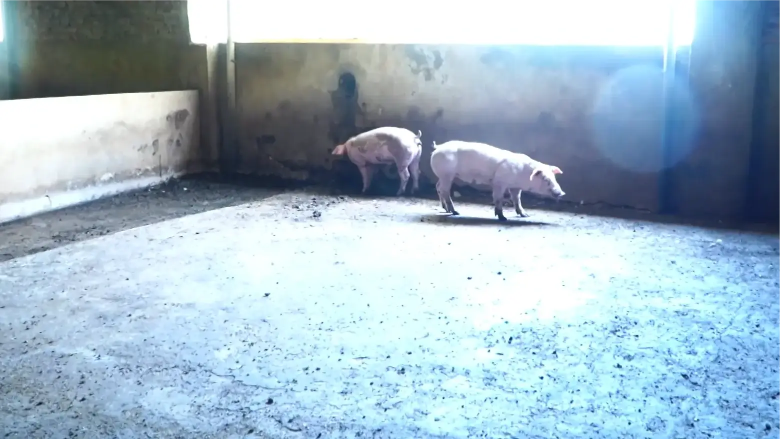 Quyết liệt kiểm soát thịt lợn bệnh - Bảo vệ sức khỏe nhân dân | Quản lý thị trường | 25/09/2025